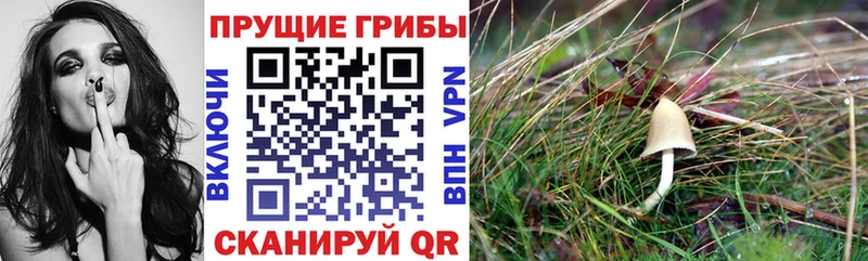 Псилоцибиновые грибы Magic Shrooms Волгодонск